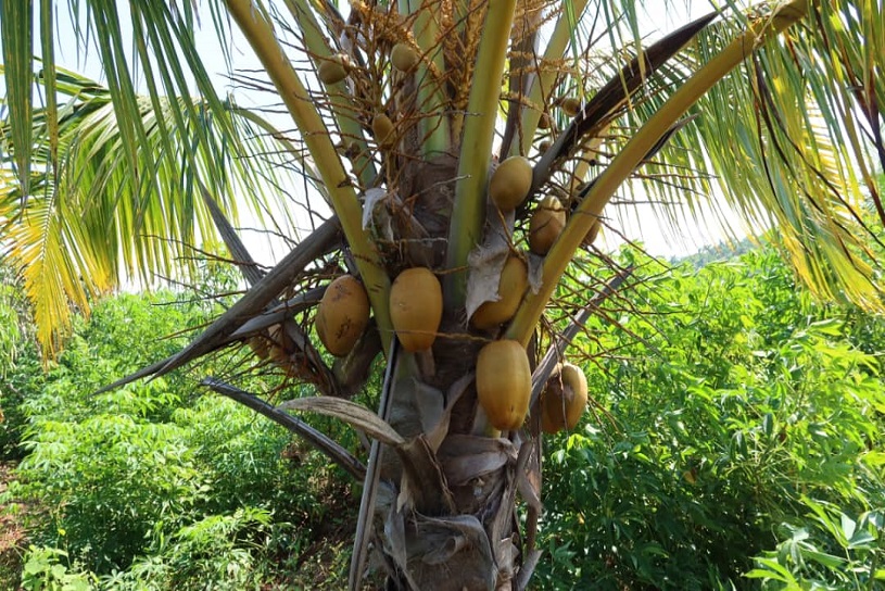 soberania alimentaria